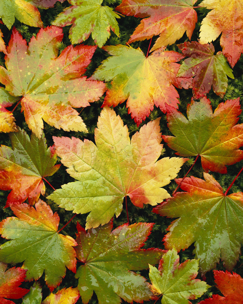 Detail of Wet Autumn Maple Leaves on Ground by Anonymous