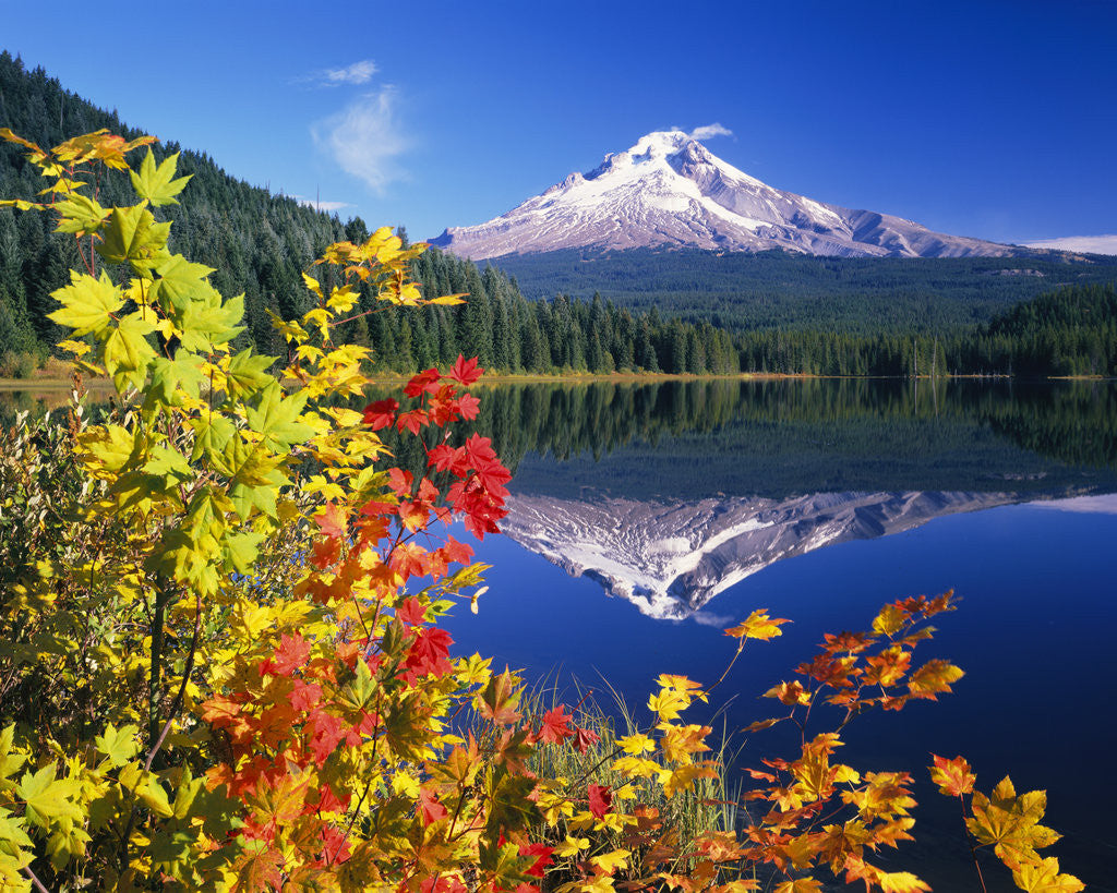 Detail of Autumn Leaves Growing Near Mount Hood and Trillium Lake by Corbis