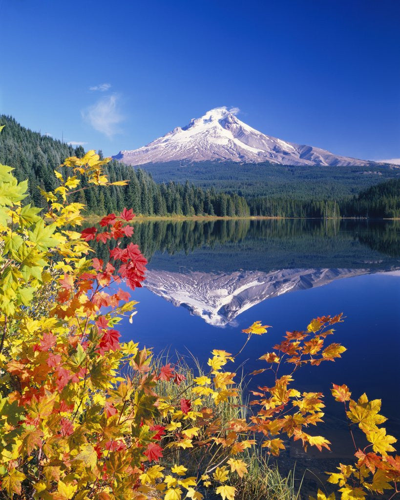 Detail of Autumn Leaves Growing Near Mount Hood and Trillium Lake by Anonymous