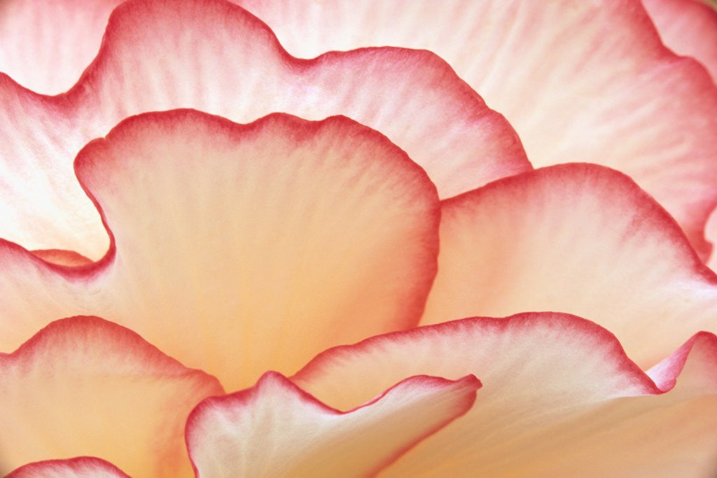 Detail of Petals of a Hydrangea by Anonymous