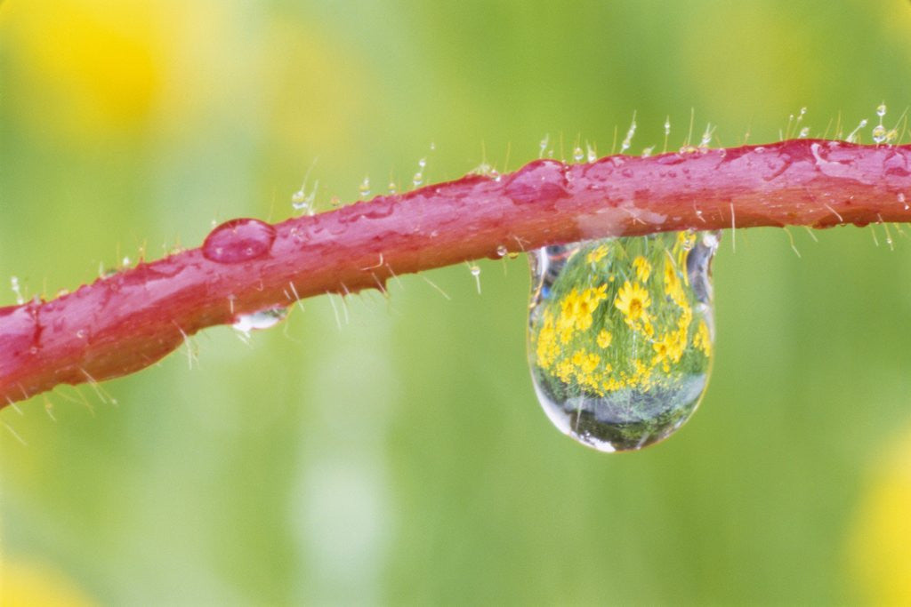 Detail of Flowers Reflected in Dew Drop by Anonymous