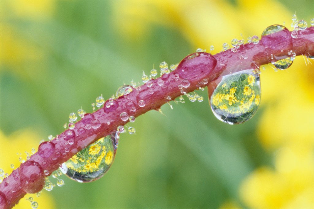 Detail of Flowers Reflected in Dew Drops by Corbis