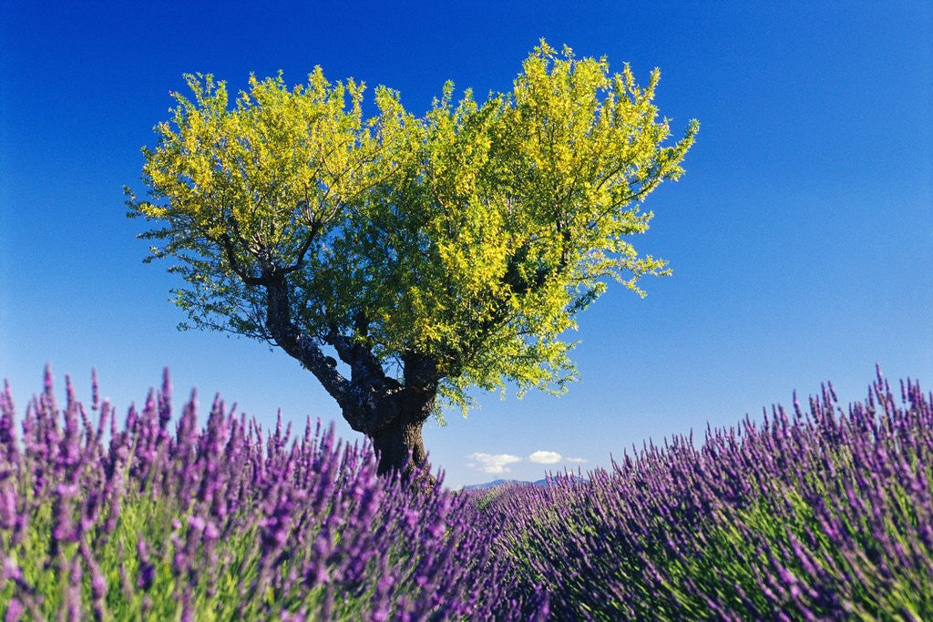 Detail of Tree in Lavender Field by Anonymous