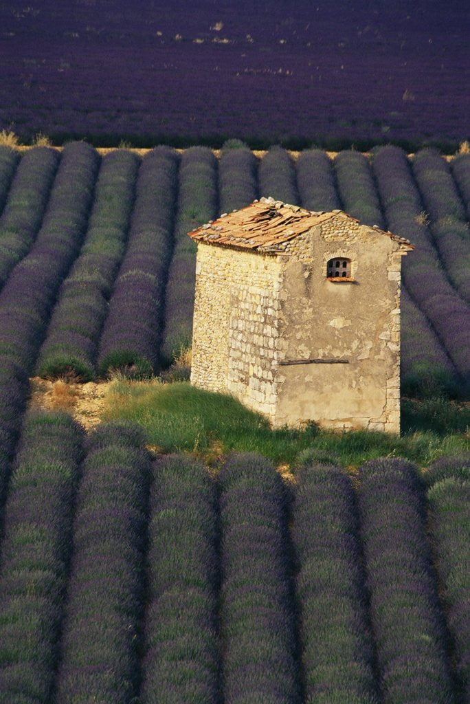 Detail of Stone Structure in Lavender Field by Anonymous