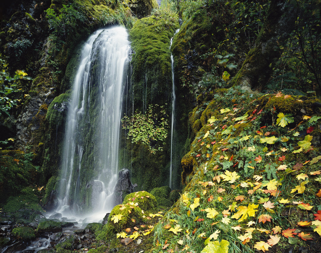 Detail of Lush Waterfall in Autumn by Anonymous