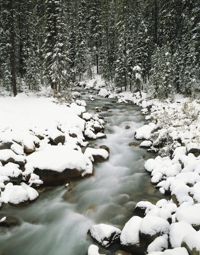 Detail of Creek Winding Way Through Forest by Anonymous