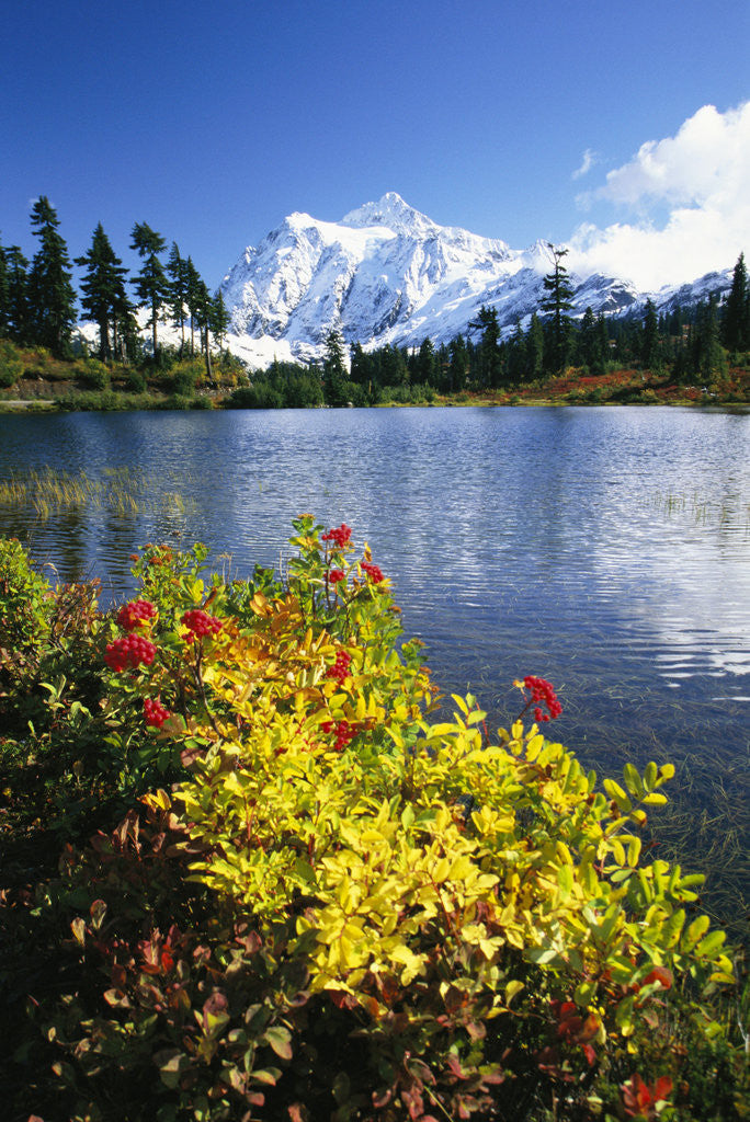Detail of Flowers Growing at Edge of Mountain Lake by Anonymous
