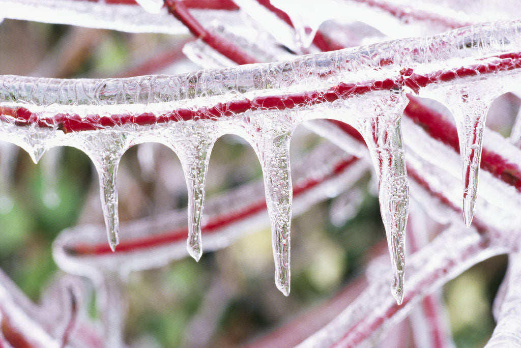 Detail of Icicles Hanging from Frozen Plant Stem by Corbis
