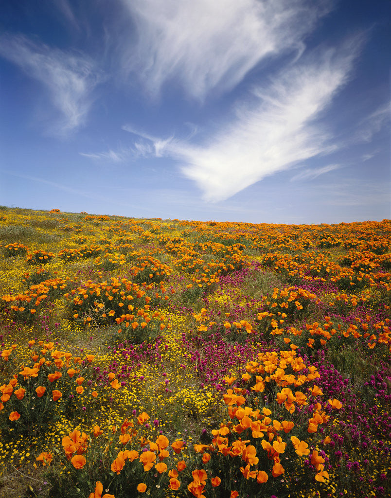 Detail of Field of Blooming Flowers by Anonymous
