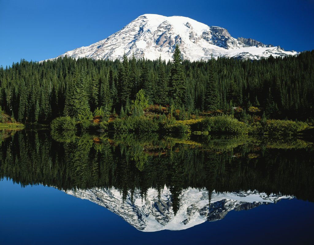 Detail of Mt. Rainier Reflecting in Lake by Anonymous