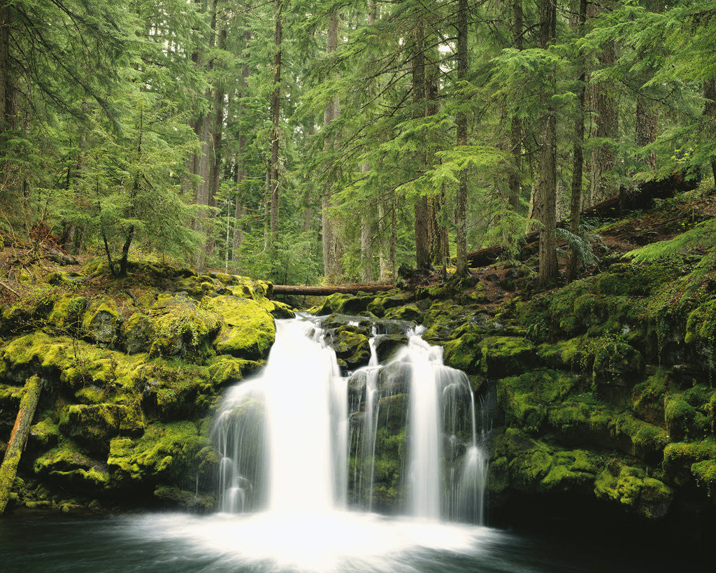 Detail of Waterfall Hiding in Lush Forest by Anonymous