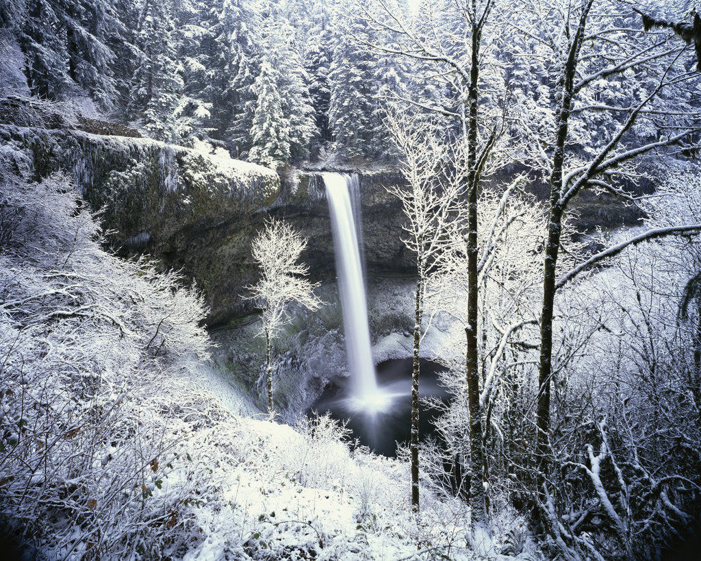Detail of Forest Surrounding Wintry Waterfall by Anonymous