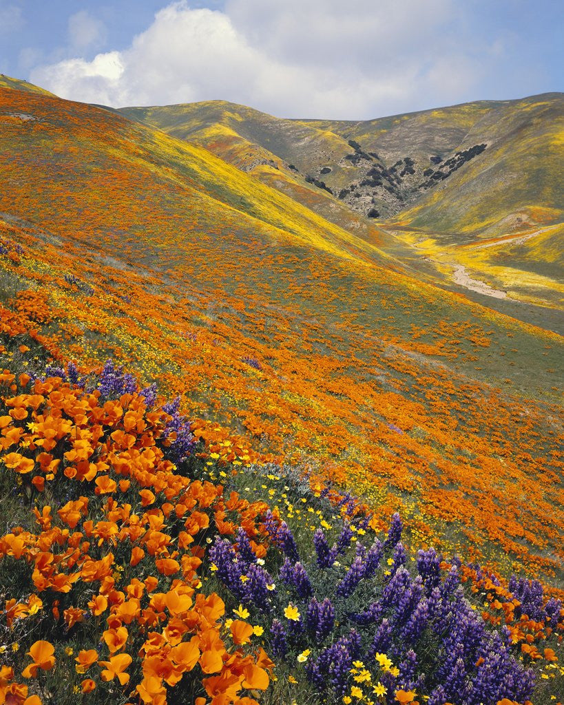 Detail of Hillside Wildflowers in Bloom by Corbis