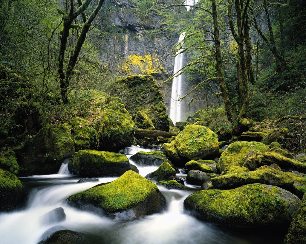 Detail of Stream Flowing over Mossy Rocks by Anonymous
