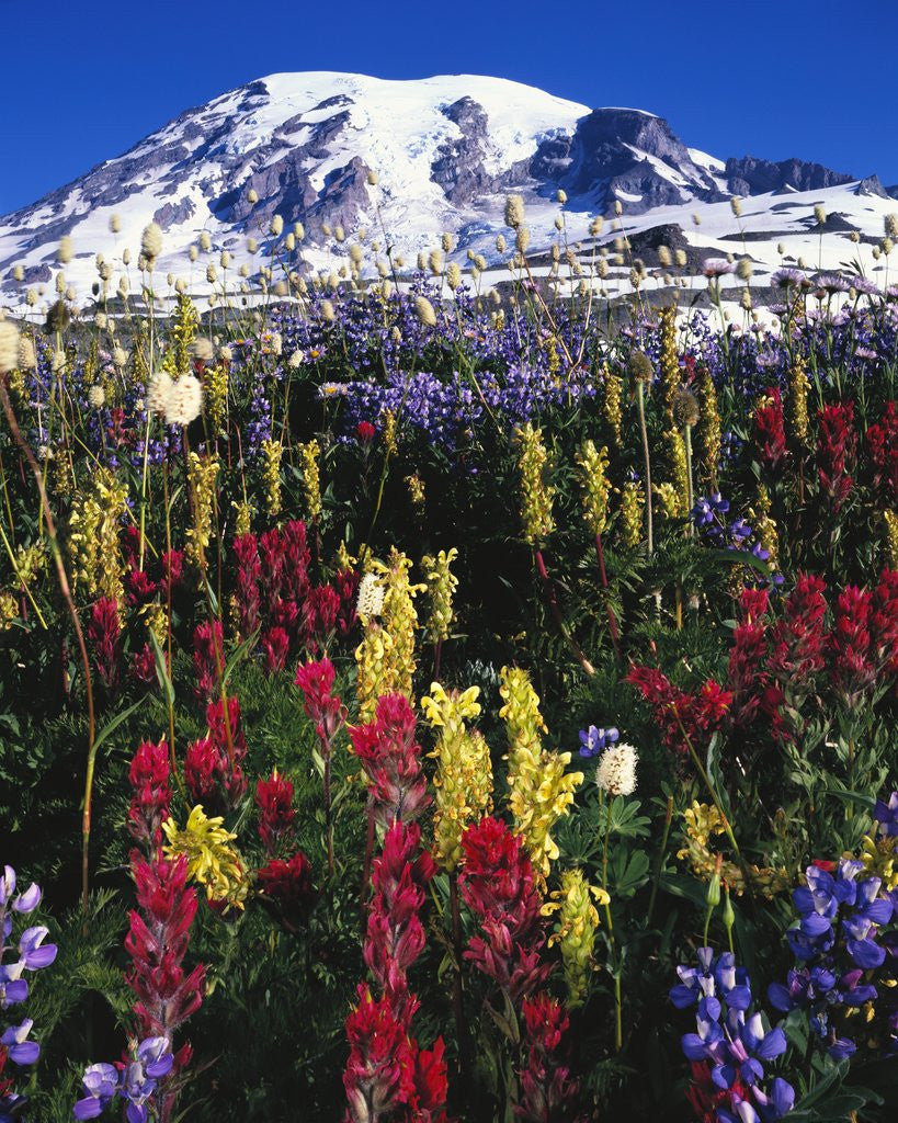 Detail of Wildflowers Blooming in Meadow by Anonymous