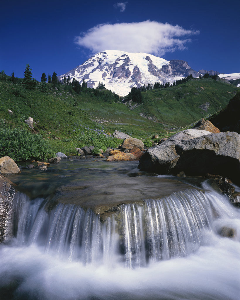 Detail of Mt. Rainier Rising above Valley by Anonymous