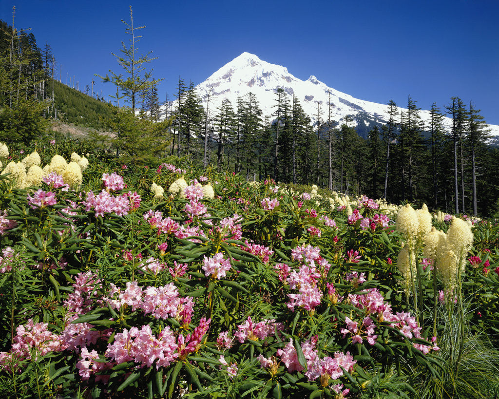 Detail of Rhododendrons Blooming at Mt. Hood by Anonymous