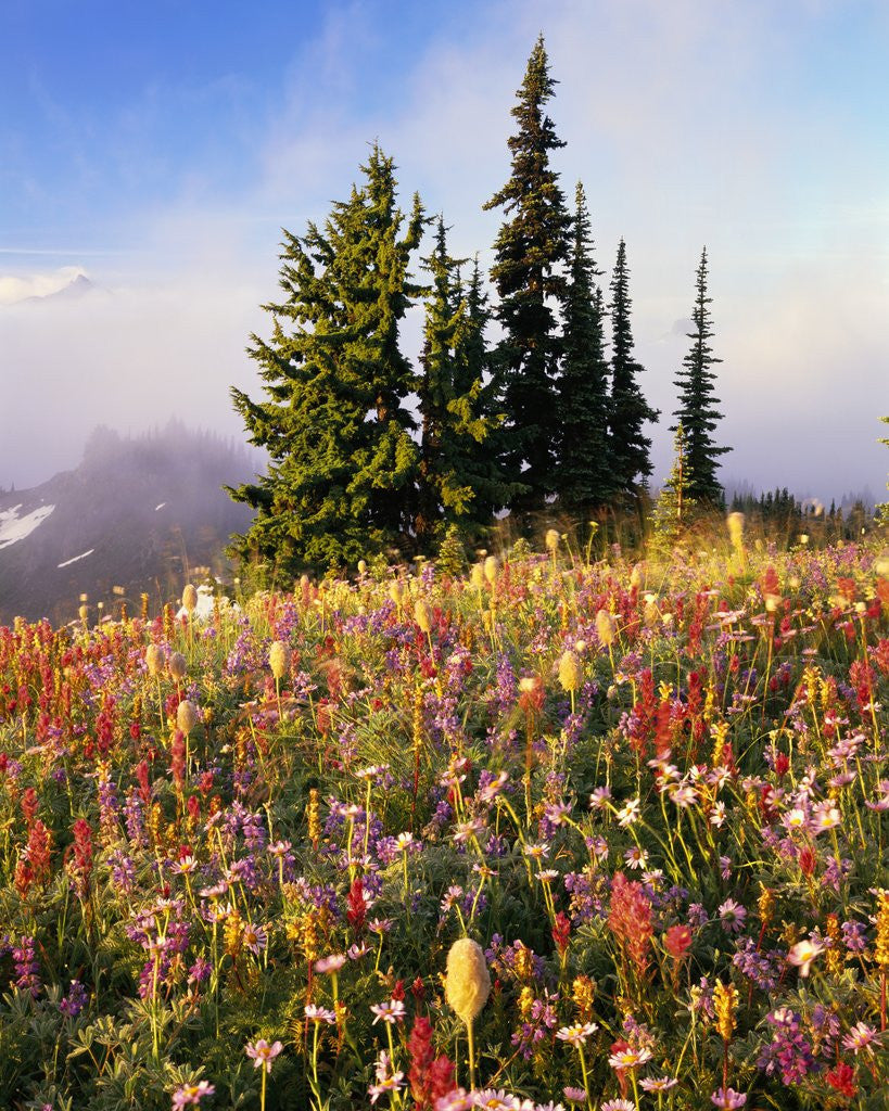 Detail of Evergreens and Blooming Wildflowers by Corbis