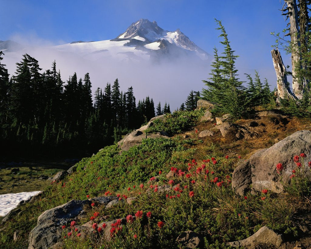 Detail of Blooming Indian Paintbrush at Mt. Jefferson by Anonymous