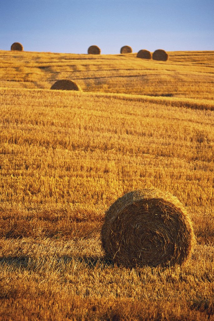 Detail of Harvested Fields of Hay by Anonymous