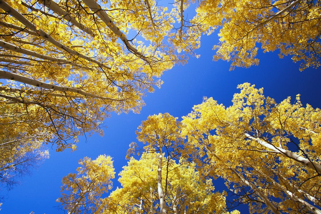 Detail of Aspen Trees Against Blue Sky by Corbis