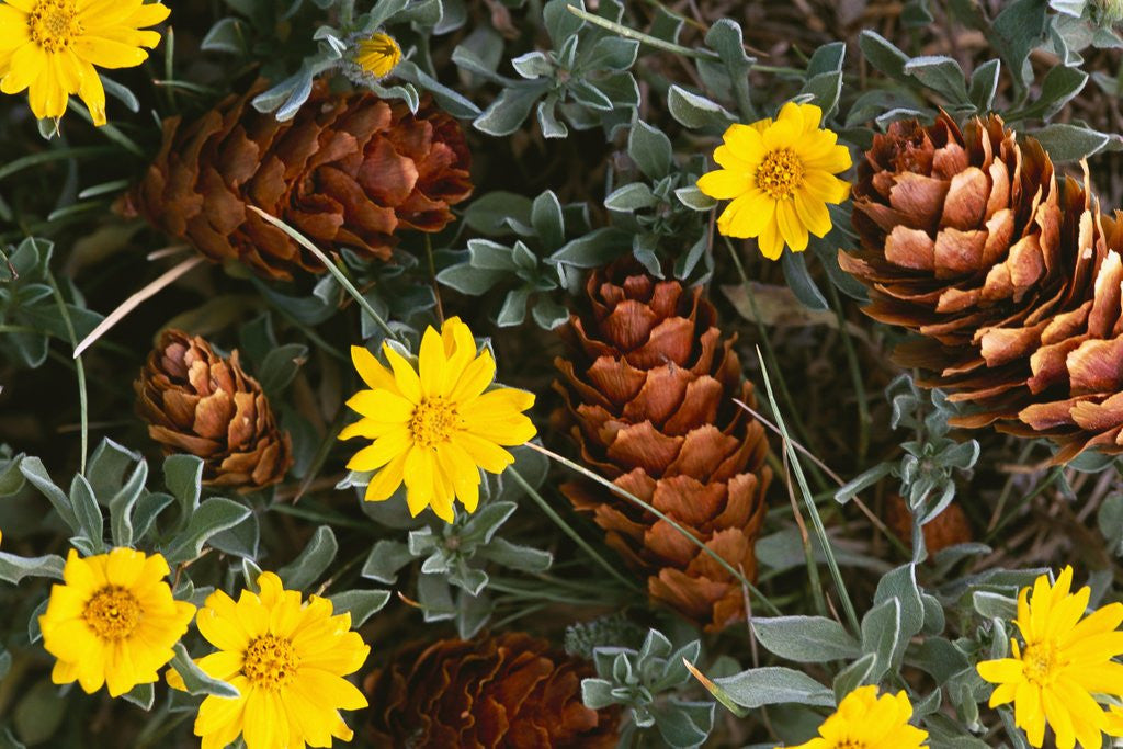 Detail of Arrangement of Flowers and Pine Cones by Anonymous