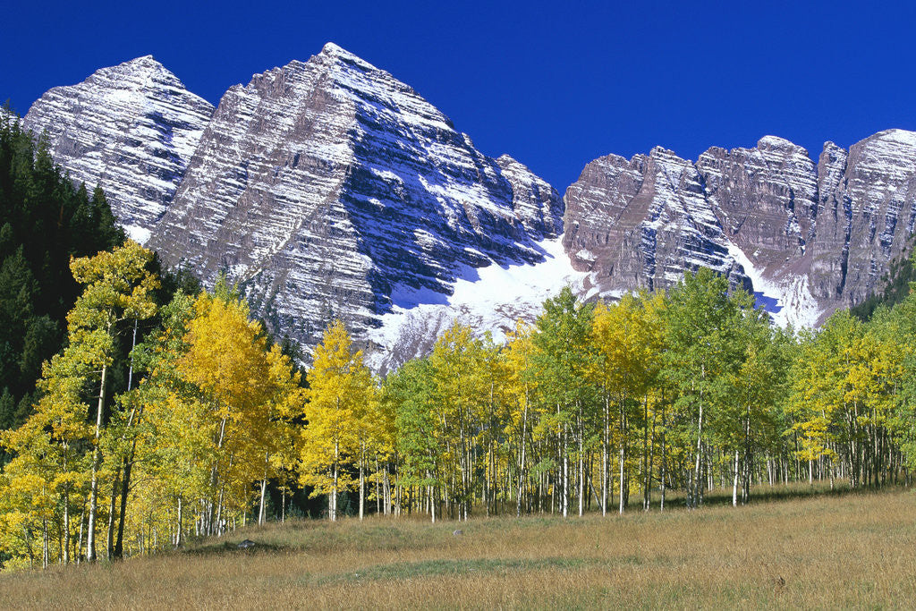 Detail of Aspen Trees Before Maroon Peaks by Anonymous