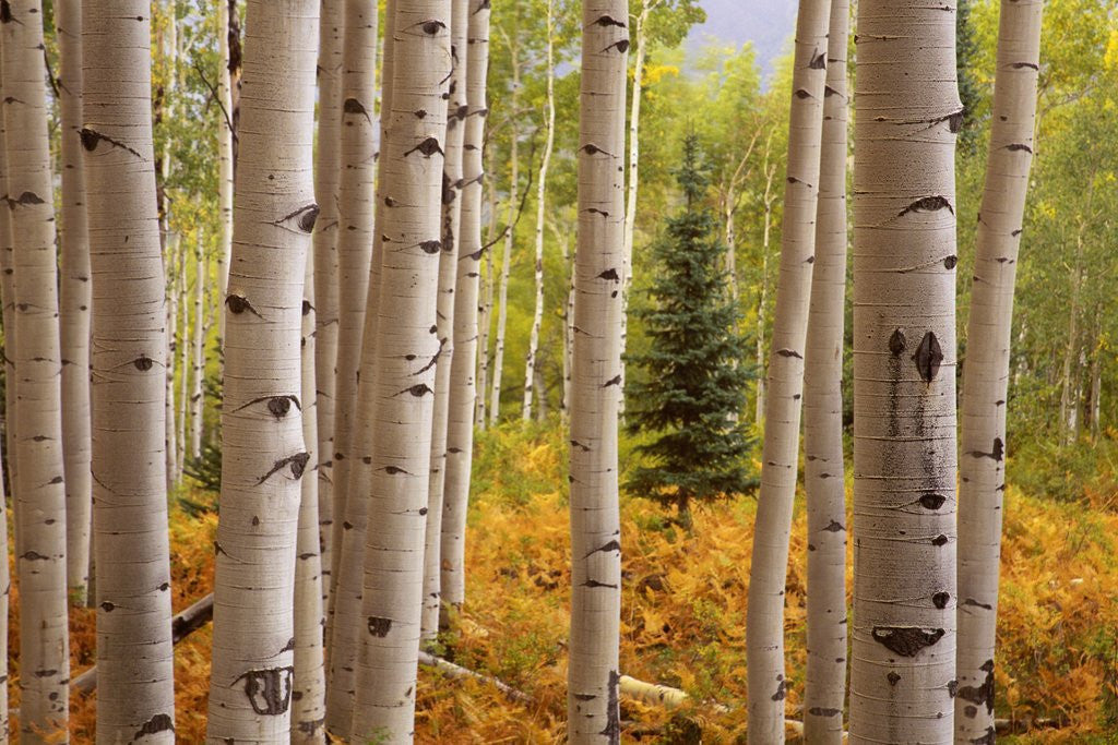 Detail of Aspen Forest by Anonymous