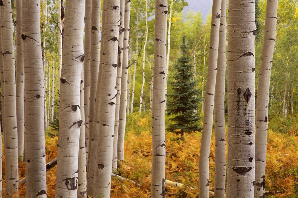 Detail of Aspen Forest by Corbis