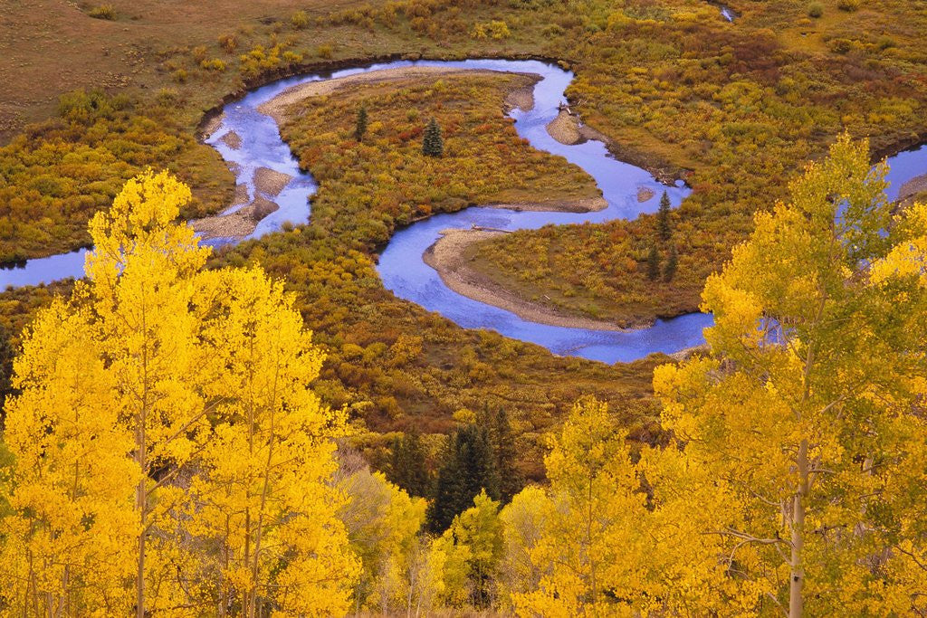 Detail of Aspen Trees Before Meandering River by Corbis