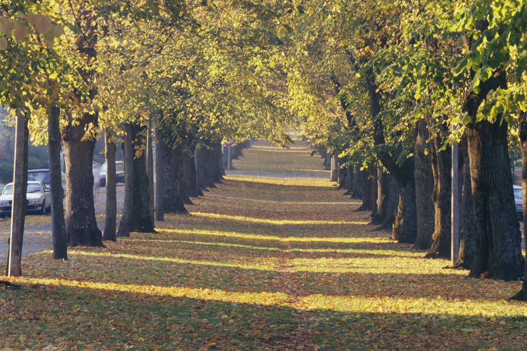 Detail of Fallen Leaves on Ground Between Rows of Trees by Anonymous