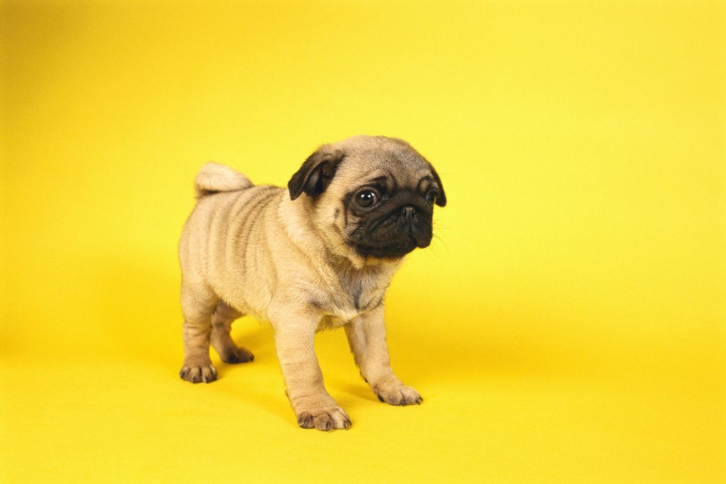 Detail of Pug Puppy by Anonymous