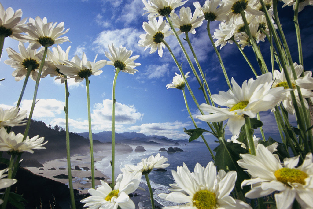 Detail of Wildflowers in Bloom Along Coastline by Corbis