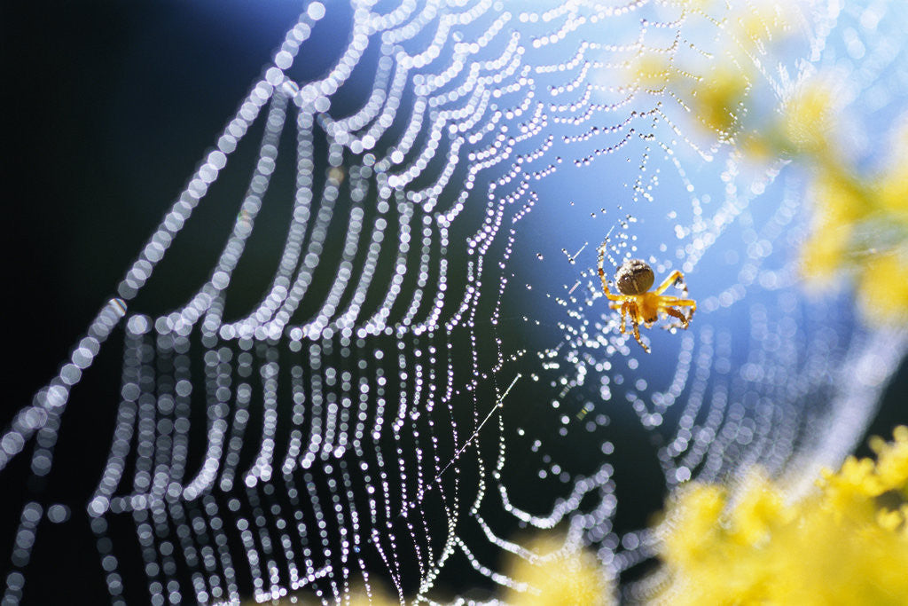 Detail of Spider on Dew-Covered Web by Anonymous