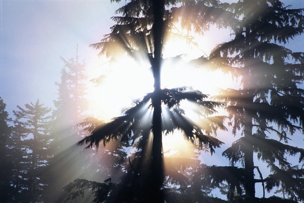 Detail of Sunlight Shining Through Trees in Forest by Anonymous