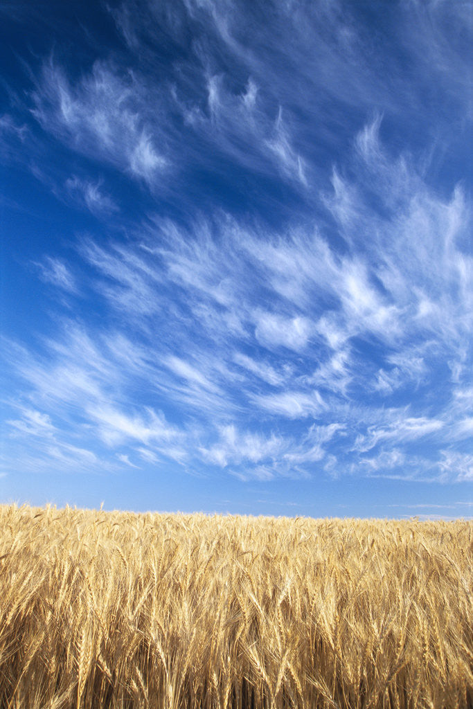 Detail of Wispy Clouds Swirling over Wheat Field by Anonymous