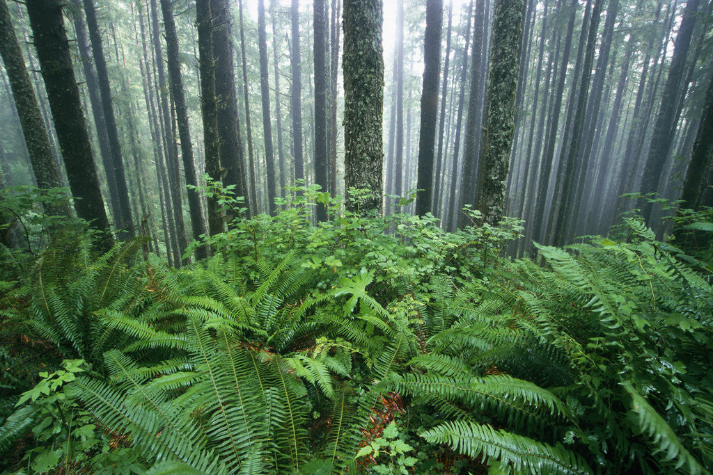 Detail of Fog Settling on Lush Rainforest by Anonymous