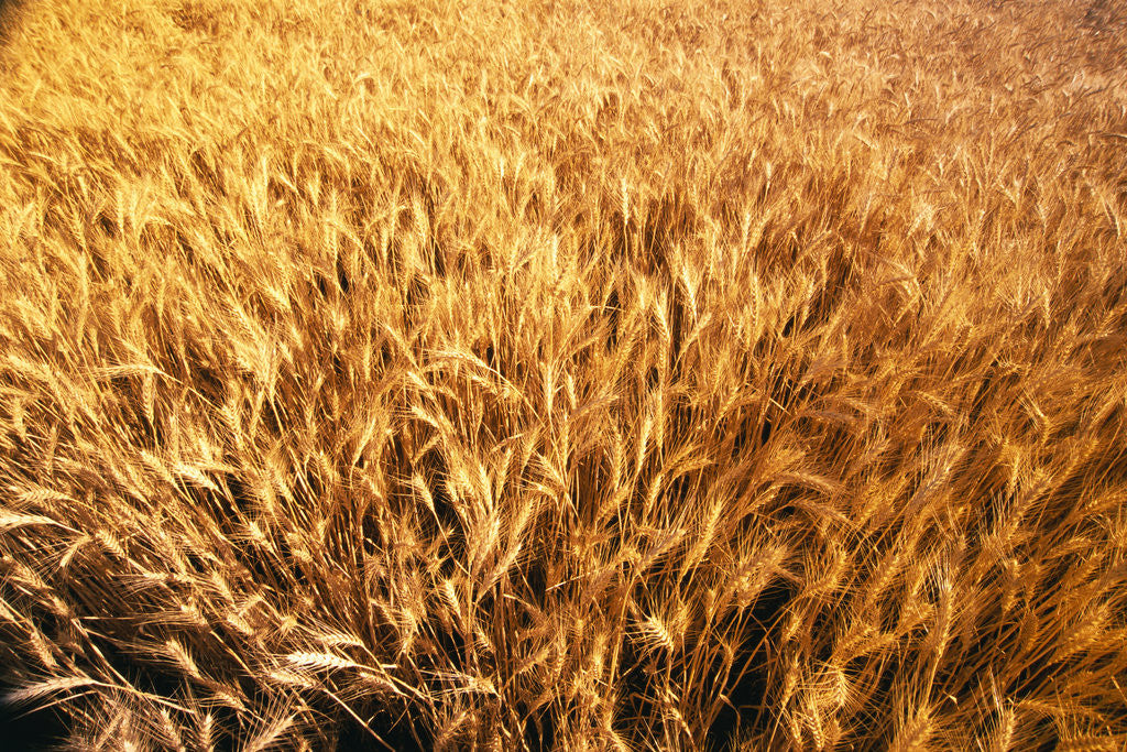 Detail of Wheat Crop Growing in Field by Anonymous