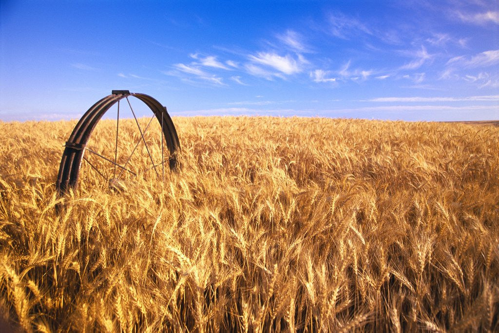 Detail of Wheat Crop Growing in Field by Anonymous