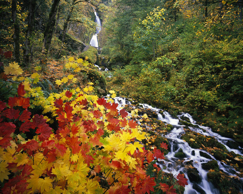 Detail of Waterfall Running Through Forest in Autumn by Anonymous