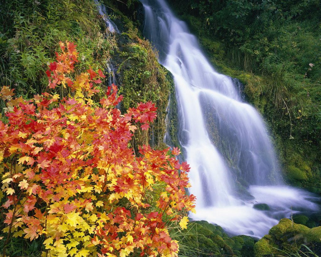 Detail of Autumn Leaves by Rushing Waterfall by Anonymous