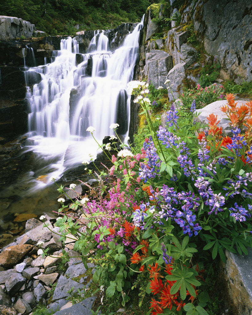 Detail of Wildflowers in Bloom by Waterfall by Anonymous