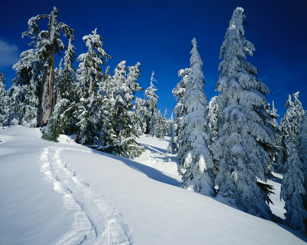 Detail of Snowshoe Tracks in Snowy Field by Anonymous