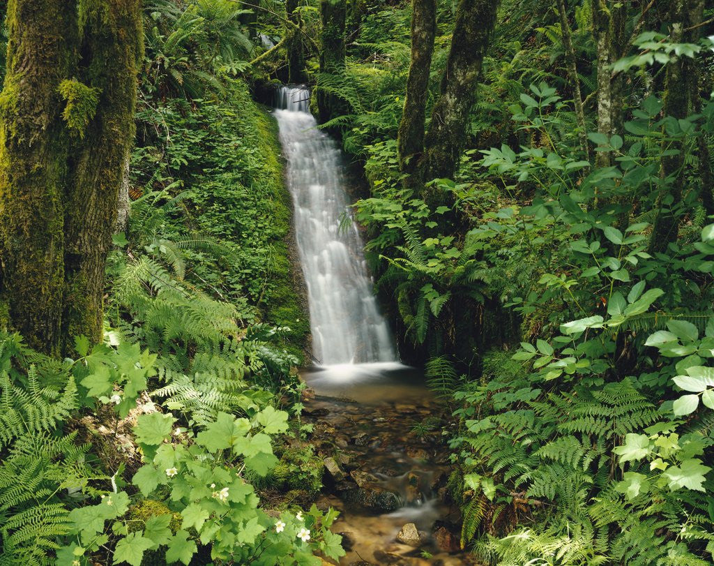 Detail of Waterfall in Lush Forest by Anonymous