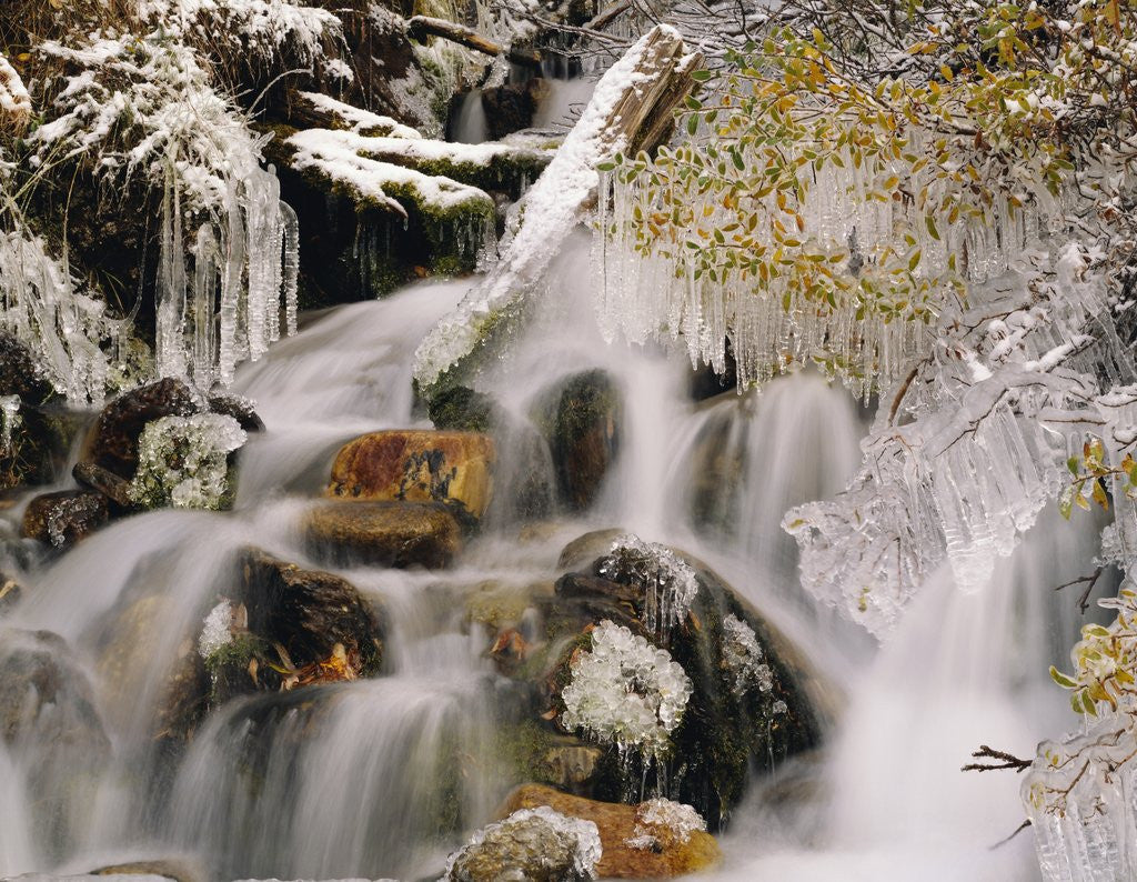 Detail of Trees Covered in Ice by Cascade by Anonymous