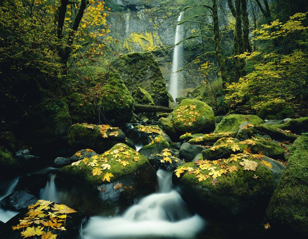 Detail of Stream and Waterfall in Autumn by Anonymous