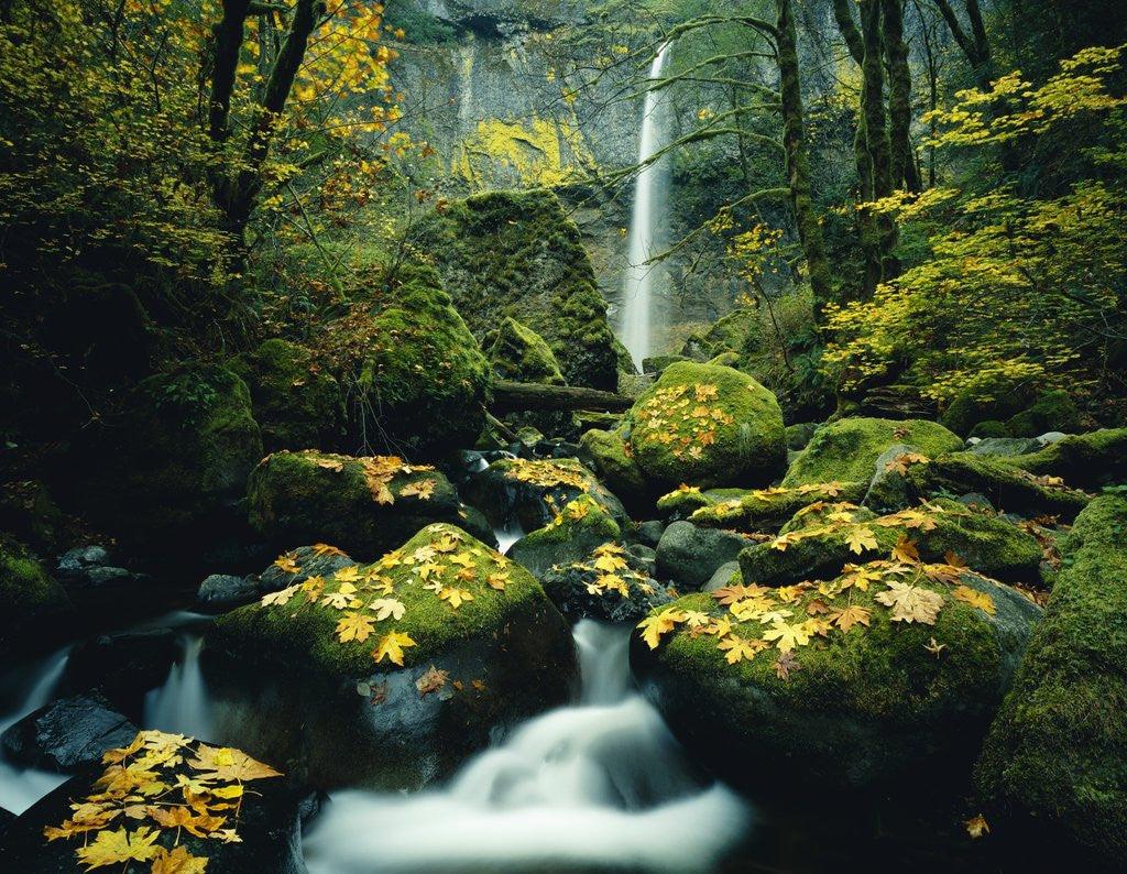 Detail of Stream and Waterfall in Autumn by Corbis