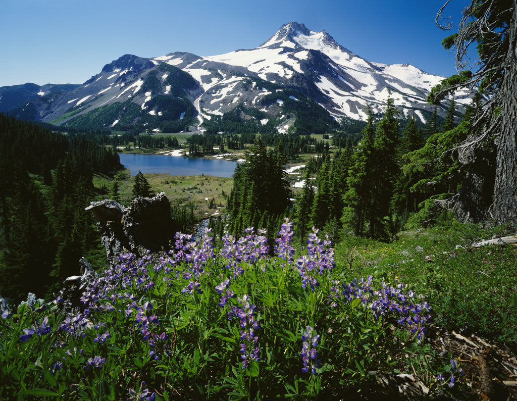 Detail of Wildflowers in Bloom by Snow-Capped Mountain by Anonymous