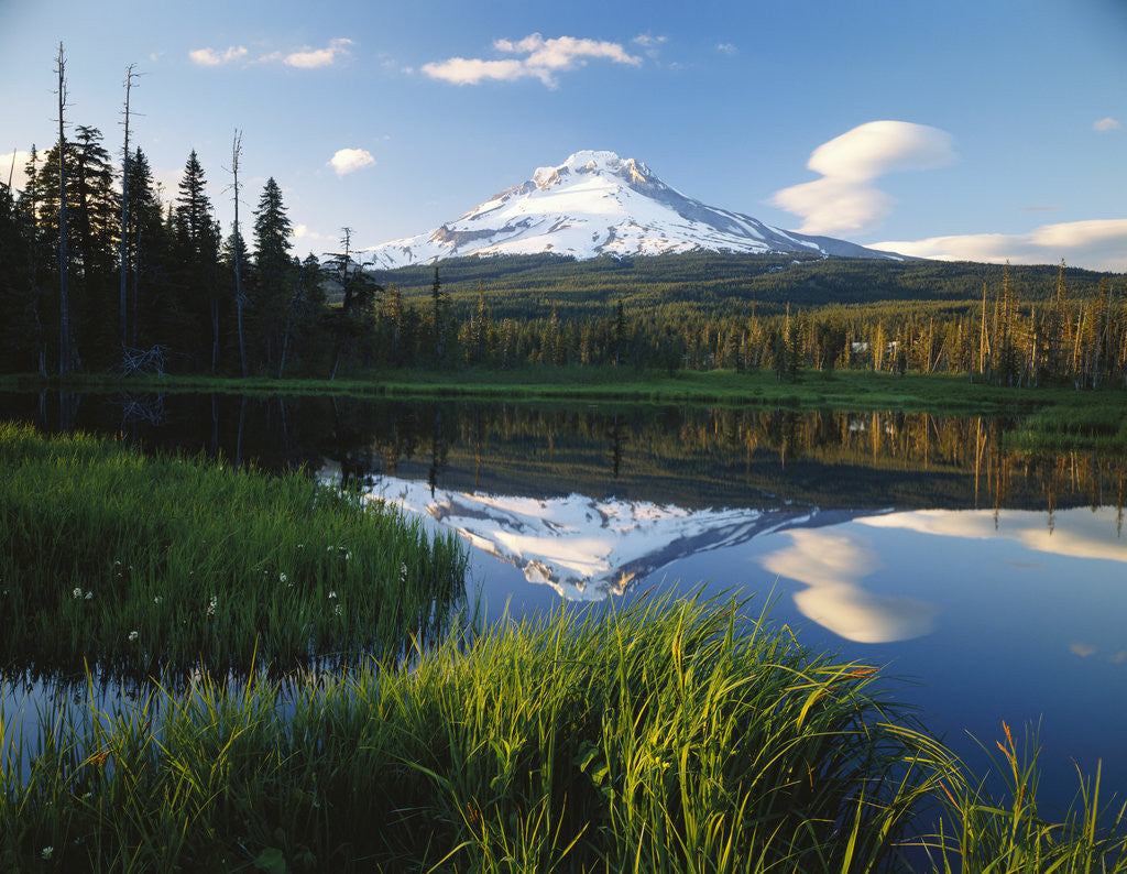 Detail of Mount Hood Reflected in Beaver Pond by Anonymous