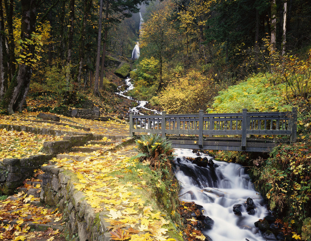 Detail of Wooden Bridge along Wahkeena Falls by Anonymous